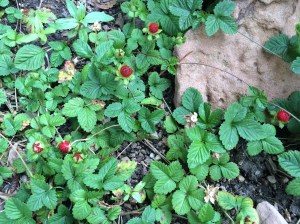 Pesky weed or delicious delicacy?
